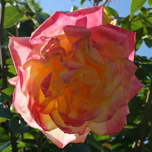 Rosales híbridos de té - Rosa - Banzai - 